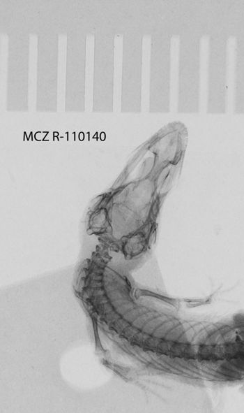 Media type: image;   Herpetology R-110140